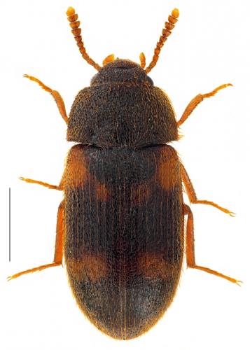 Mycetophagus quadriguttatus