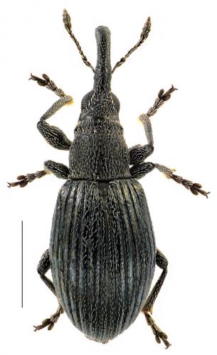 Aspidapion radiolus