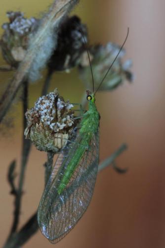 Réf. 99 796 : Chrysoperla sp.