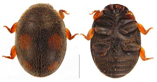 Réf. 99 058 : Platynaspis luteorubra