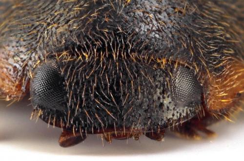 Réf. 99 069 : Platynaspis luteorubra