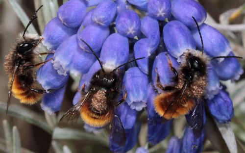 Osmia cornuta