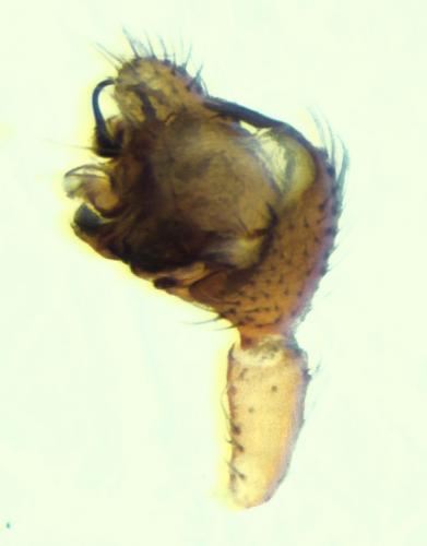 Réf. 99 006 : Hybocoptus corrugis