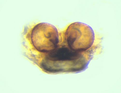Enoplognatha gemina