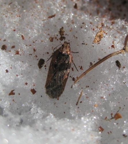 Depressaria sp.