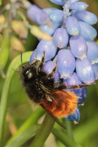 Osmia cornuta