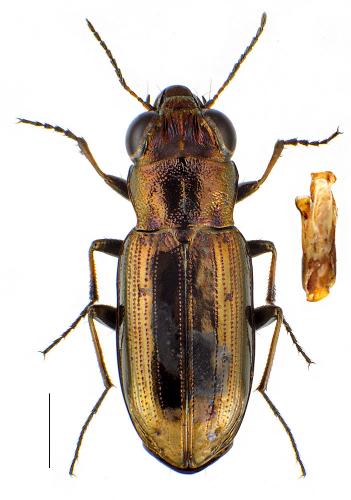 Réf. 99 725 : Notiophilus substriatus