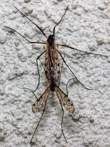 Réf. 99 547 : Limonia maculipennis