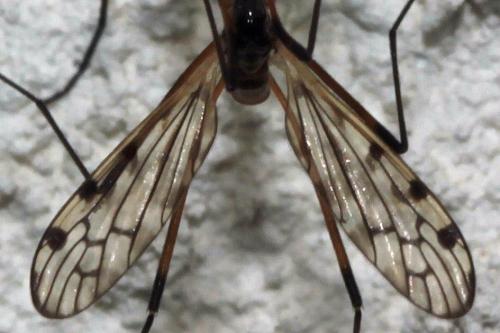 Réf. 99 548 : Limonia maculipennis