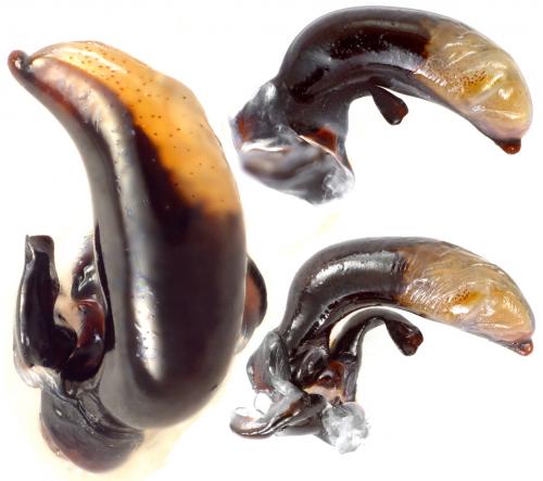 Réf. 99 457 : Pterostichus funestes