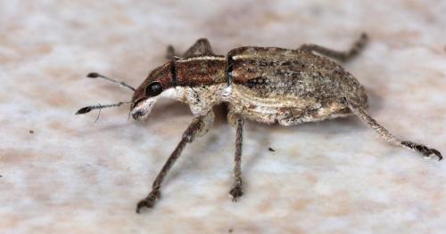 Réf. 99 446 : Charagmus gressorius