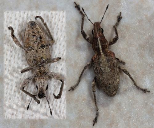 Réf. 99 447 : Charagmus gressorius