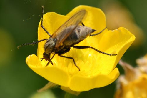 Empis sp.