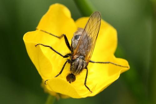 Empis sp.