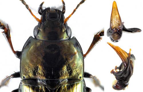 Amara schimperi