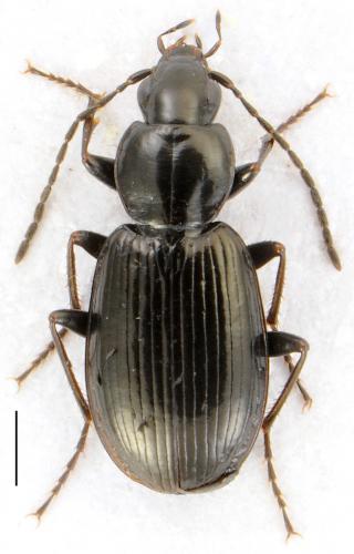 Réf. 99 889 : Agonum fuliginosum