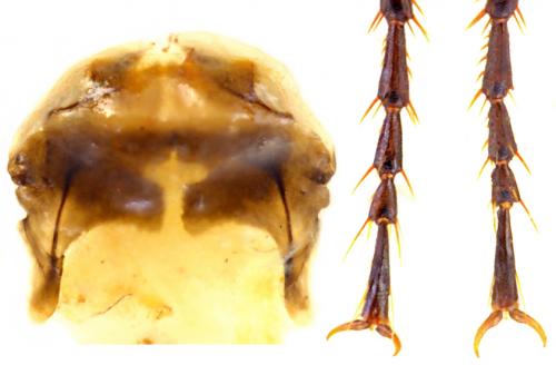 Réf. 99 890 : Agonum fuliginosum