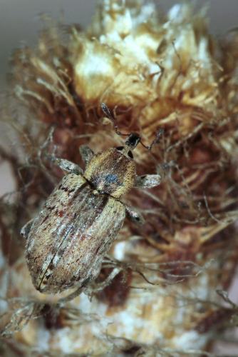 Réf. 99 794 : Hypera postica