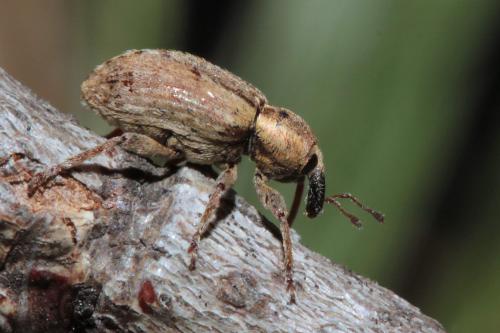 Réf. 99 793 : Hypera postica