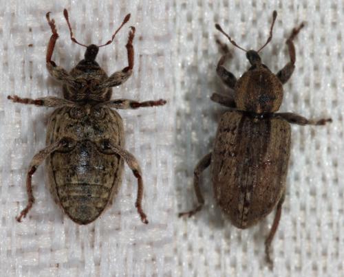 Réf. 99 795 : Hypera postica