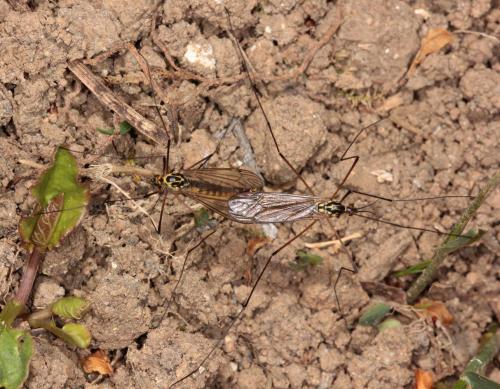 Nephrotoma appendiculata