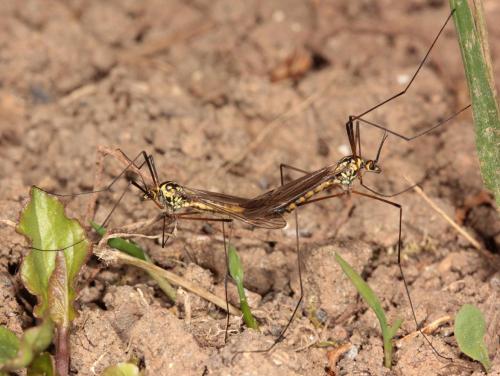 Réf. 99 917 : Nephrotoma appendiculata