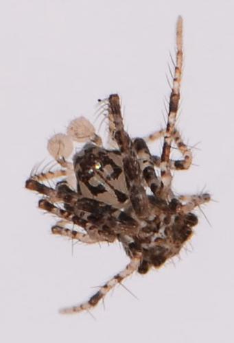 Réf. 99 331 : Ero aphana