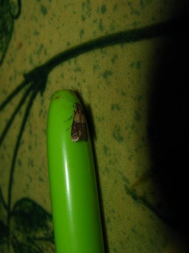 Plodia interpunctella