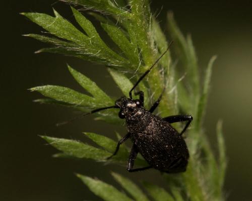 Orthocephalus coriaceus