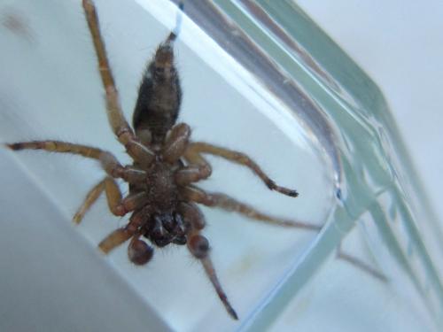 Clubiona corticalis
