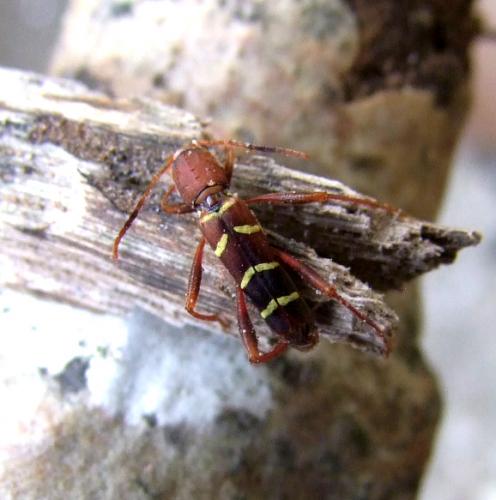 Neoclytus acuminatus