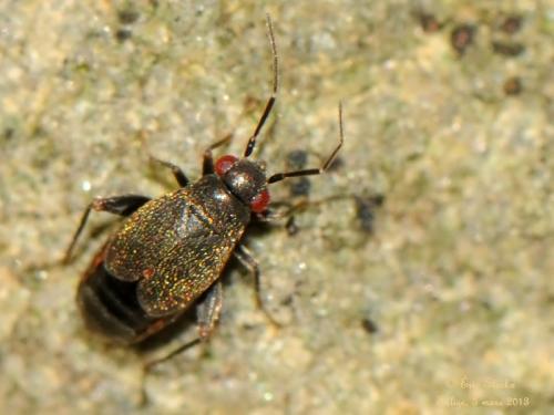 Réf. 99 067 : Chlamydatus evanescens