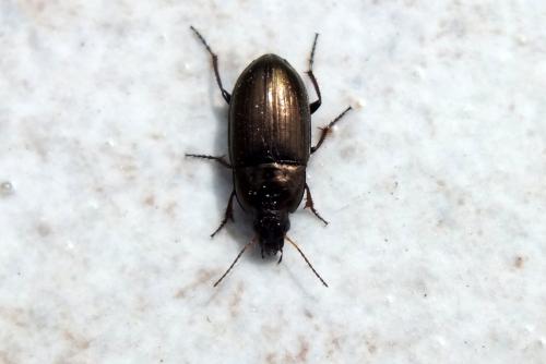 Amara aenea