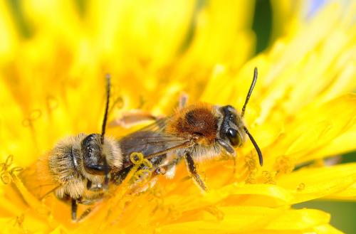 Andrena haemorrhoa