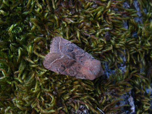 Orthosia cerasi