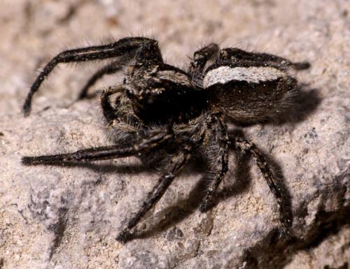 Réf. 99 956 : Evarcha insularis