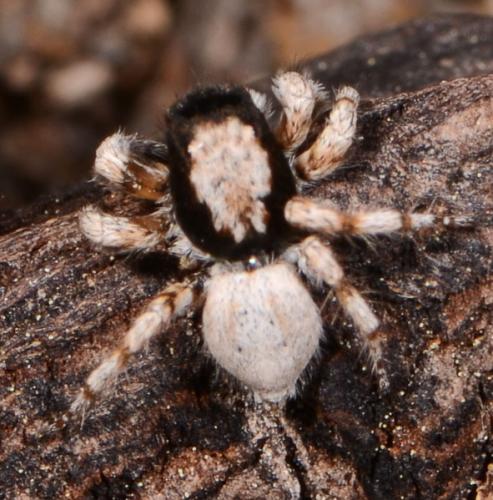 Aelurillus blandus