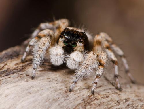 Réf. 99 881 : Aelurillus blandus