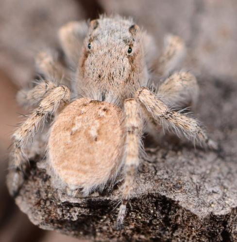 Réf. 99 911 : Aelurillus blandus