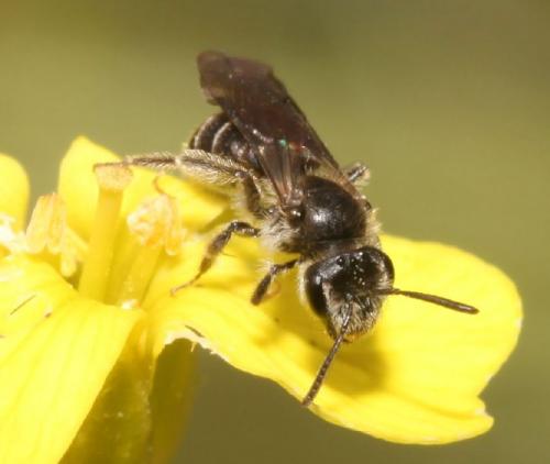 Réf. 99 873 : Andrena sp.