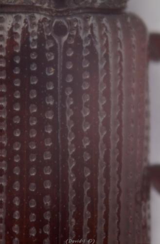 Cossonus linearis
