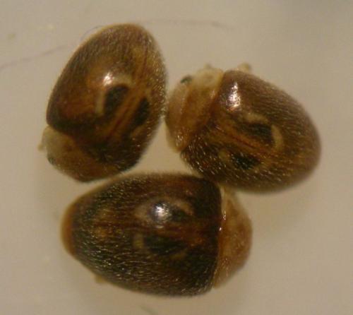 Clitostethus arcuatus