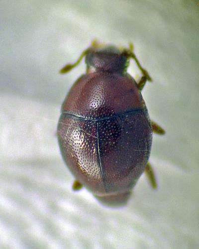 Abraeus granulum