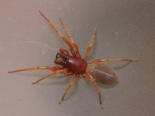Réf. 99 022 : Dysdera crocata