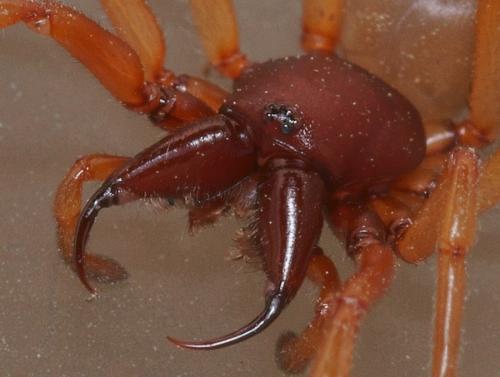 Réf. 99 023 : Dysdera crocata