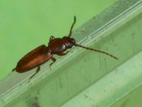 Réf. 99 024 : Placonotus sp.