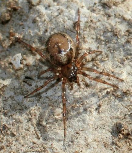 Enoplognatha gemina