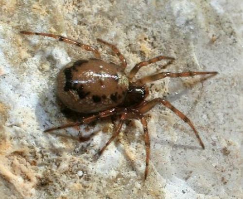 Enoplognatha gemina