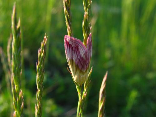 Eublemma purpurina