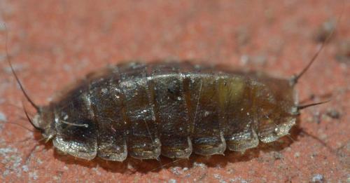 Lonchoptera sp.